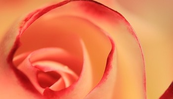 De Tzolkin en Venus retrogade: collectieve wedergeboorte 5 oktober - 16 november